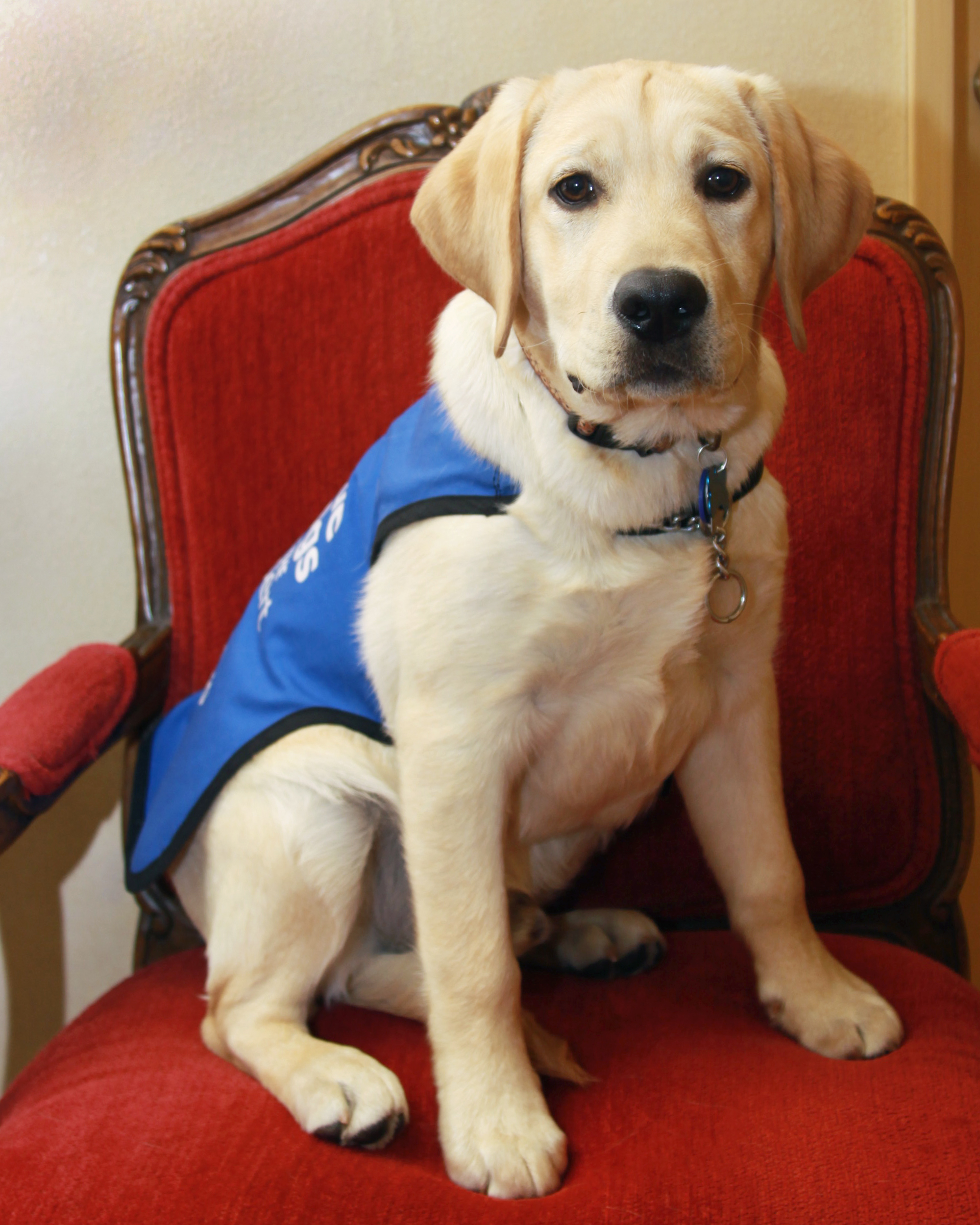 san-diego-service-dog San Diego service dog