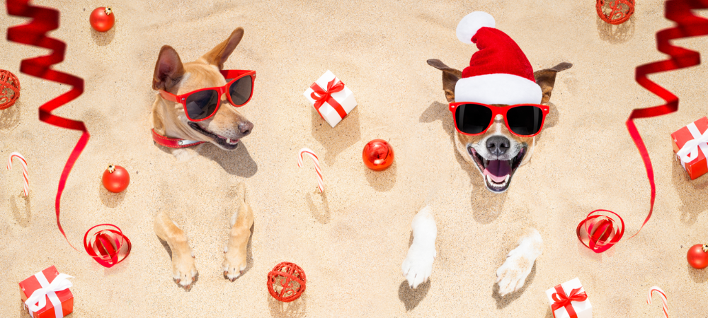 Two dogs wearing Santa hats and sunglasses buried in the sand