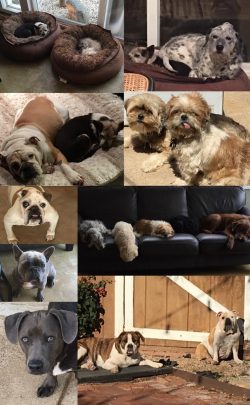 Images of dogs that LJCSC helps sponsor