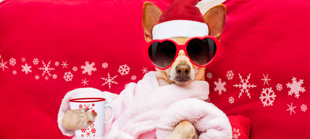 dog holding a christmas mug wearing a santa hat, red heart sunglasses, and a santa hat looking at camera